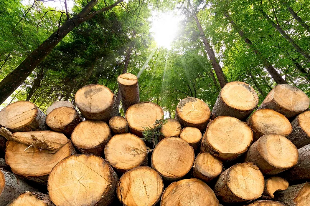 Ποια ξύλα να χρησιμοποιήσω για την ξυλόσομπα μου..