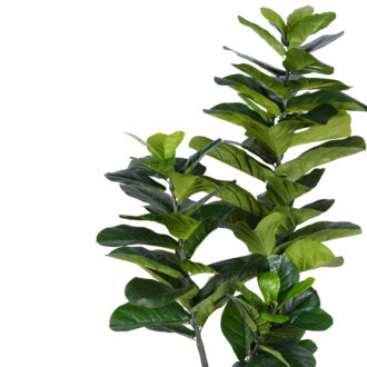 Alternative view of Διακοσμητικό φυτό Fiddlehead I σε γλάστρα Inart πράσινο pp Υ180εκ