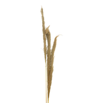Alternative view of Διακοσμητικό φυτό pampas Beroun Inart σετ των 3τεμ σε φυσική απόχρωση Υ140εκ
