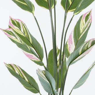 Alternative view of Διακοσμητικό φυτό σε γλάστρα Aglaonema Inart πράσινο Φ80x150εκ