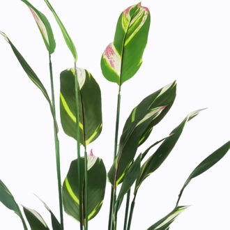 Alternative view of Διακοσμητικό φυτό σε γλάστρα Lucky I Inart πράσινο Φ80x210εκ