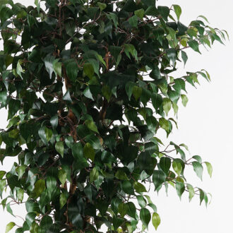 Alternative view of Διακοσμητικό φυτό σε γλάστρα Banyan Inart πράσινο Φ95x180εκ